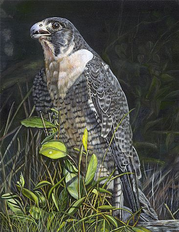The Hunter - Peregrine Falcon by Cher  Anderson 