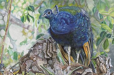 Maui Royalty - Peacock by Cher  Anderson 