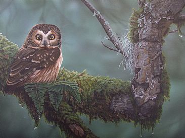'Saw - whet Owl' Salt Spring Island - Owl by Jodie Dansereau