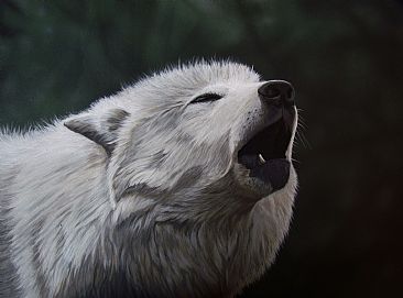 'Serenade' - Wolf by Jodie Dansereau