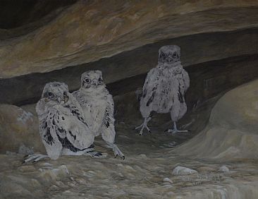 Prairie Falcon Chicks - Prairie Falcon by Colin Starkevich