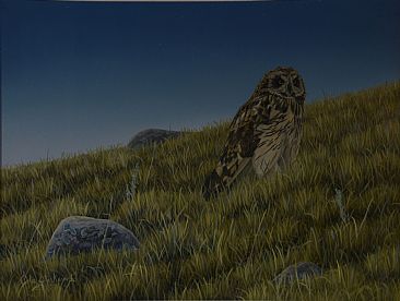 The Edge of Night - Short-eared Owl - Short-eared Owl by Colin Starkevich