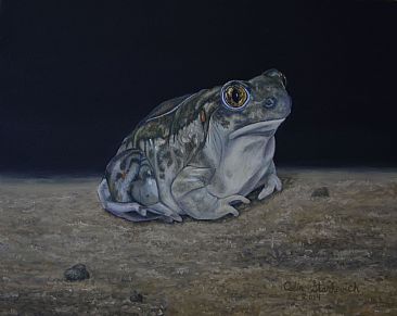 Plains Spadefoot Toad - Plains Spadefoot Toad by Colin Starkevich
