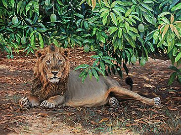Mangoes and Lion - Asiatic Lion by Chirag Thumbar