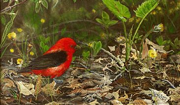 The Scarlet Tanager - Scarlet Tanager by Gery van der Kelen