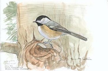In The Pines - Chickadee by Brenda Carter