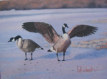 Home Sweet Home - Canada Geese by Bill Scheidt