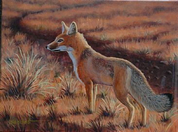 Lookout - Swift fox by Bill Scheidt