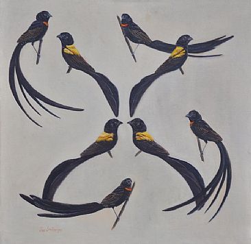 Natural Designs - Widow birds  breeding display by Sue Stolberger