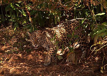 Hidden in Plain Sight - jaguar along river bank vegetation by Candy McManiman