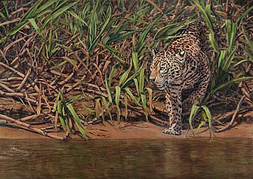 Hunting - jaguar hunting along the river bank by Candy McManiman