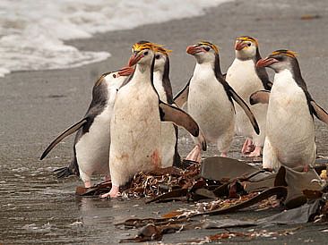We must go down to the sea..... - Royal Penguins on Macquarie Island by Candy McManiman