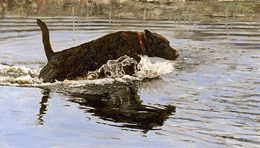 Water Dog - Labrador Retriever by Linda Besse