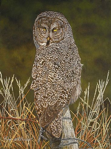 The Grey Ghost - Great Grey Owl by Craig Lomas