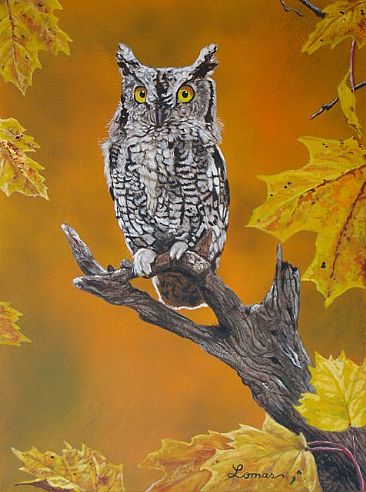 The Golden Season - Western Screech Owl by Craig Lomas
