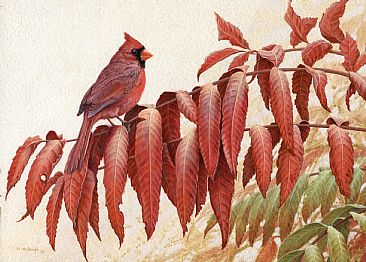 Red on Red - Cardinal by Ron Orlando