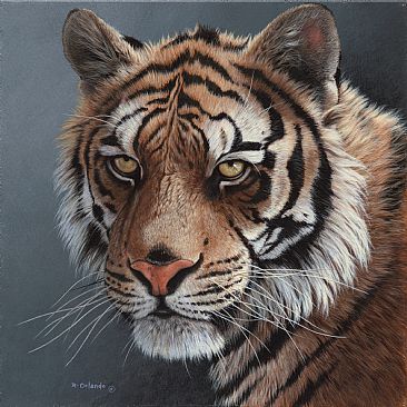 Tigers' Stare - Tiger by Ron Orlando