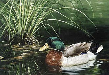 Black Water Mallard - Mallard Duck by Ron Orlando