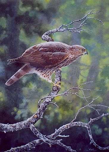 Young Female Cooper's Hawk -  by Michelle Mara