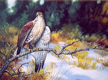 Edge of the Meadow - Ferruginous Hawk by Michelle Mara