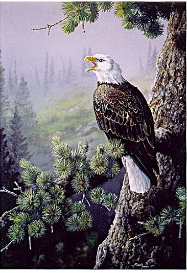 Montana Morning - Bald Eagle by Michelle Mara