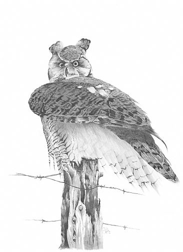 Resting Post - Great Horned Owl by Stuart Arnett