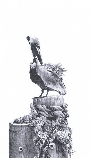 Clean - Brown Pelican by Stuart Arnett