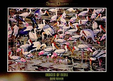 Images of India / Birds of India - Water Birds: Typical feeding group of storks, cranes, herons, swans, & ducks by David Rankin