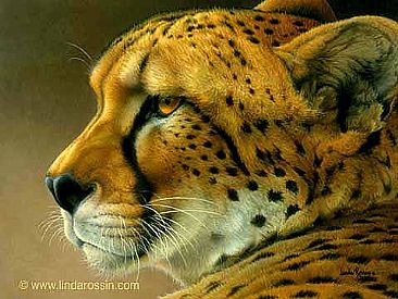 A Cheetah to Admire / Canvas Giclée - African Cheetah by Linda Rossin