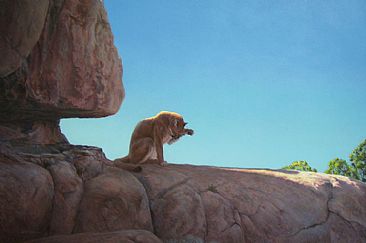 Big Sky Country - Cougar by Linda Rossin