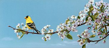 Spring's Glory (Sold) - American Goldfinch by Linda Rossin