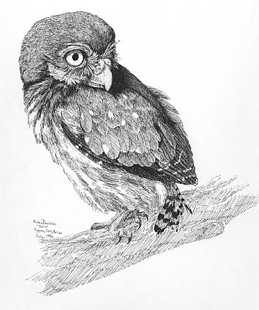 Boris - Pygmy owl by Kirsten Bomblies