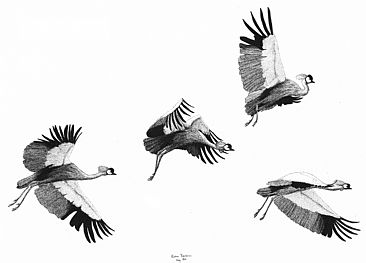 Crowned Cranes -  by Kirsten Bomblies