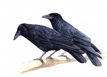 Carrion Crows -  by Kirsten Bomblies