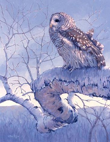 Spring Thaw - Barred Owl by Eva Van Rijn