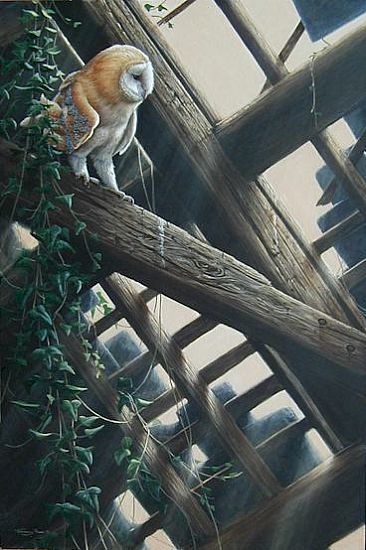 Uncertain Outlook - Barn Owl by Jeremy Paul