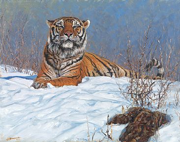 Siberian Tiger -  by John Banovich