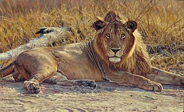 Soon To Be King - Lion by John Banovich