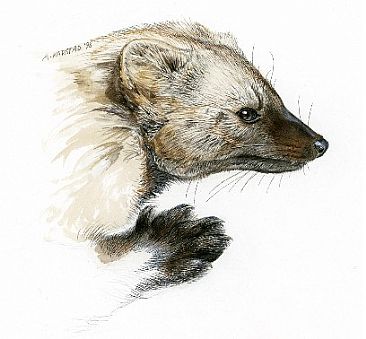 Fisher - Mammal Portrait by Aleta Karstad