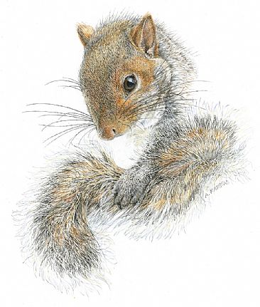 Western Gray Squirrel - Western Grey Squirrel portrait by Aleta Karstad