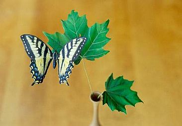 Tiger Swallowtail - Tiger Swallowtail by David Bruce Johnson