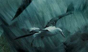 Royal Albatross (close-up) -  by Jay Johnson