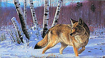 The Hunter - Eastern Coyote by Robert Kray