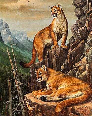 High Country Cats - Cougars by Robert Kray