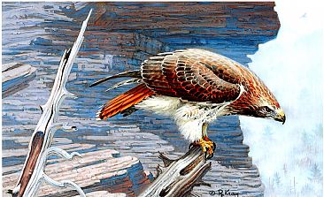 Sentinal - Red-Tailed Hawk by Robert Kray