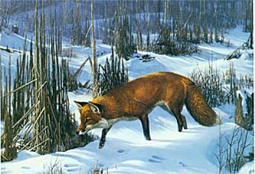 Worken The Cattails - Red Fox by Robert Kray