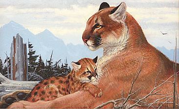 Solitude - Cougar with cub by Robert Kray