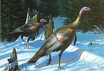 Winter Toms - Turkeys by Robert Kray