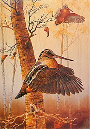 American Woodcock - Woodcock by Robert Kray