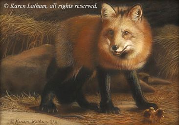 On the Alert - Red Fox - Red Fox by Karen Latham